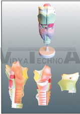 The expansion model of cartilagines laryngeales and musculi laryngis